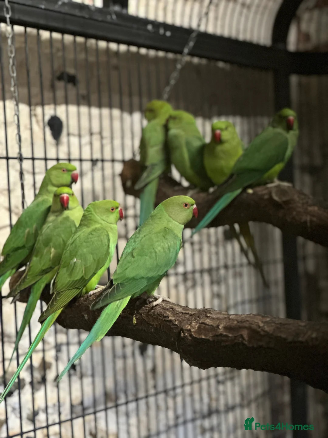 Gallery Image {{count}}