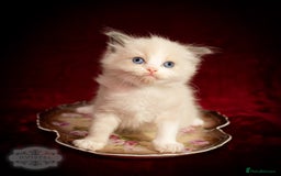 Ragdoll cats for sale: Ragdoll Bicolor Kitten Girl LPBD TICA SHOW - Image 3