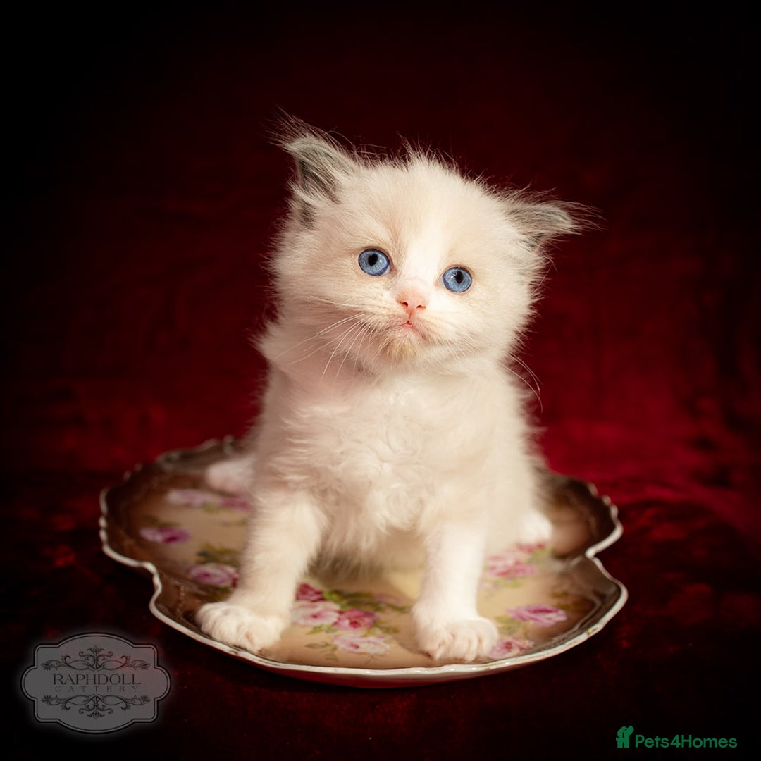 Ragdoll cats for sale: Ragdoll Bicolor Kitten Girl LPBD TICA SHOW - Image 3