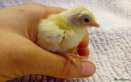 Chickens poultry for sale: Beautiful, days old Serama Chicks Available in Ruardean - Image 3