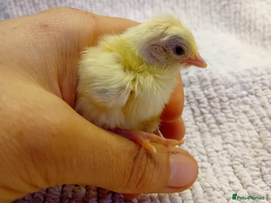 Chickens poultry for sale: Beautiful, days old Serama Chicks Available in Ruardean - Image 3