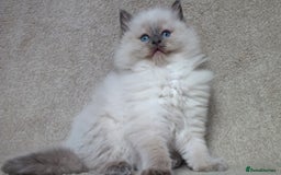 Ragdoll cats for sale: GCCF PET/ACTIVE KITTENS CHAMPION IMP BLOODLINES - Image 26