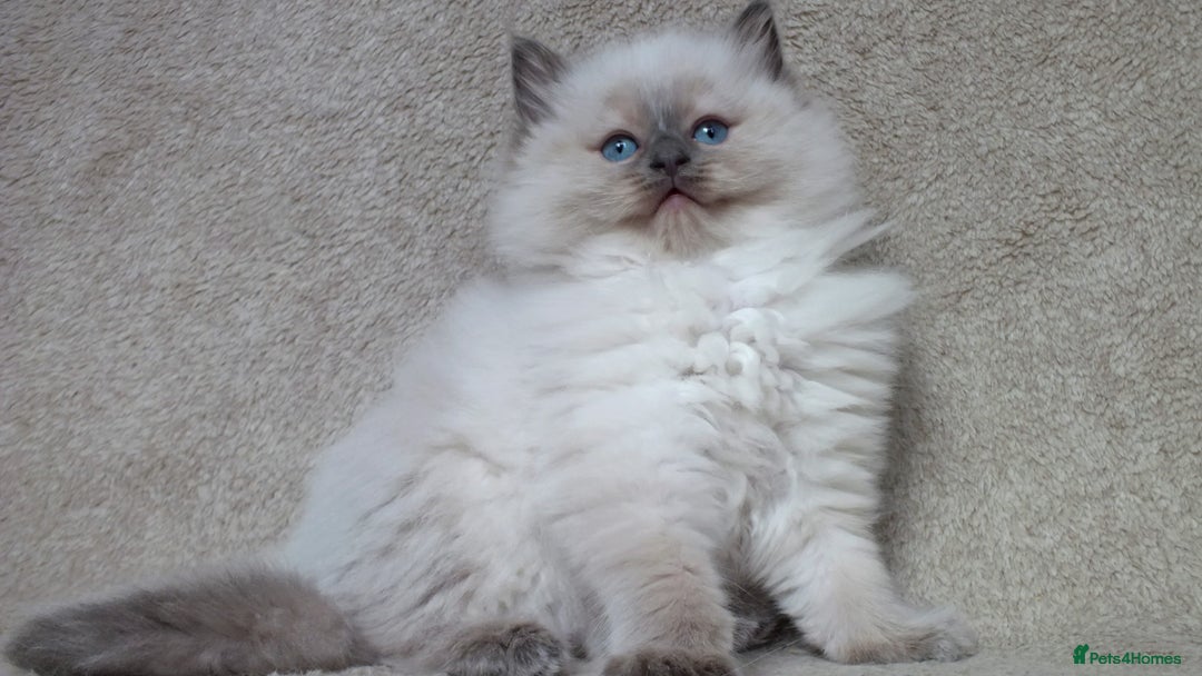 Ragdoll cats for sale: GCCF PET/ACTIVE KITTENS CHAMPION IMP BLOODLINES - Image 26