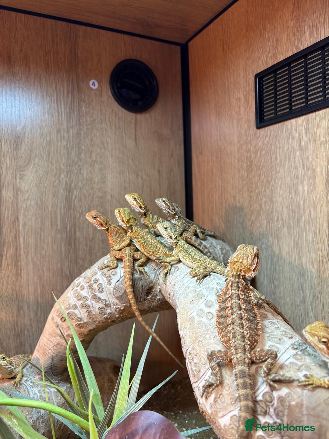 Bearded Dragon reptiles for sale: Variety of reptiles  - Advert 20