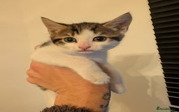 Domestic Shorthair cats for sale: Kittens for sale - Image 8