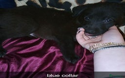 Mixed Breed dogs for sale: 10 lovely pups will be ready to go this week - Image 7