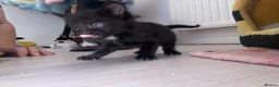 Mixed Breed cats for sale: 2 male kittens ready to leave 3rd September  - Advert 5