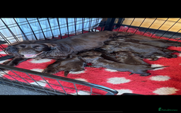 Cocker Spaniel dogs for sale: Cocker spaniel  - Image 10