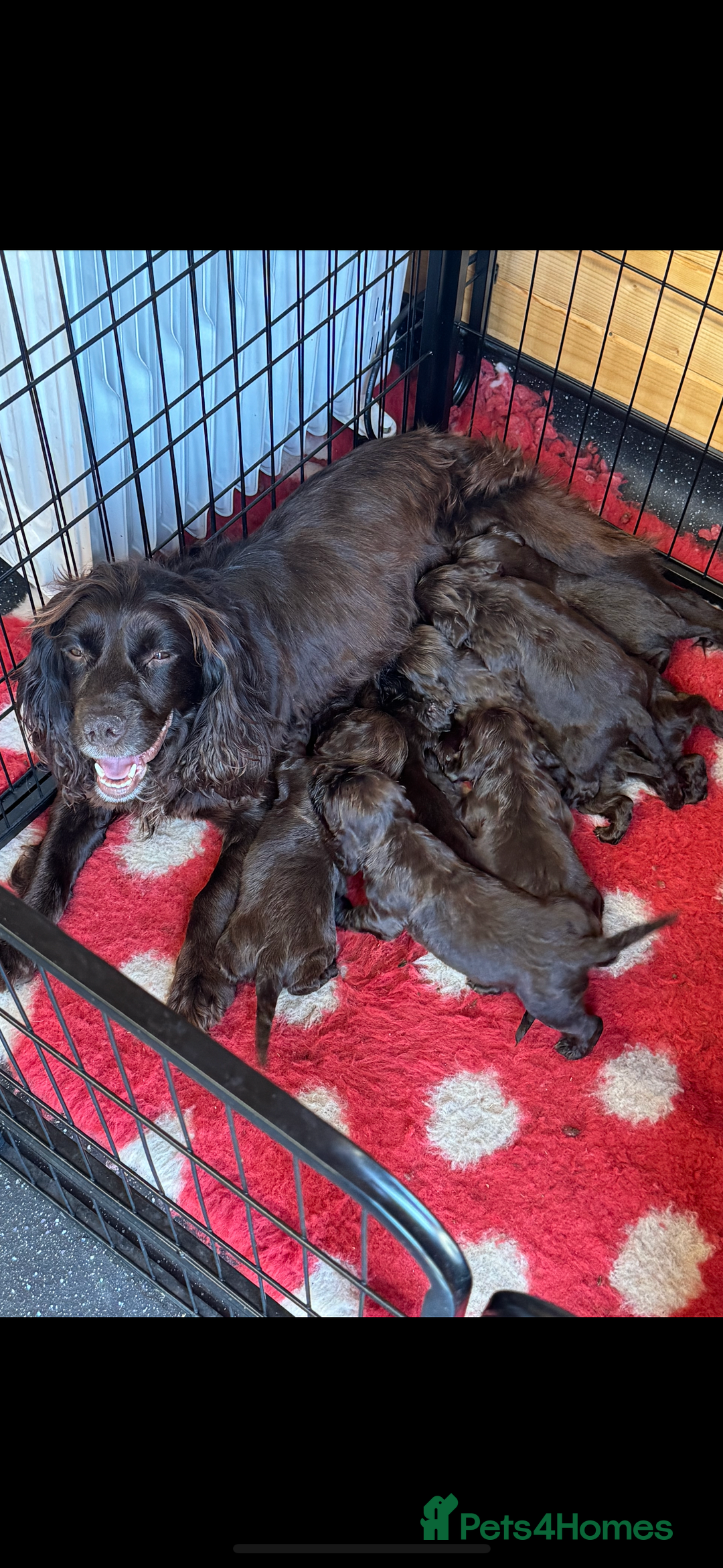 Cocker Spaniel dogs for sale: Cocker spaniel  - Image 10