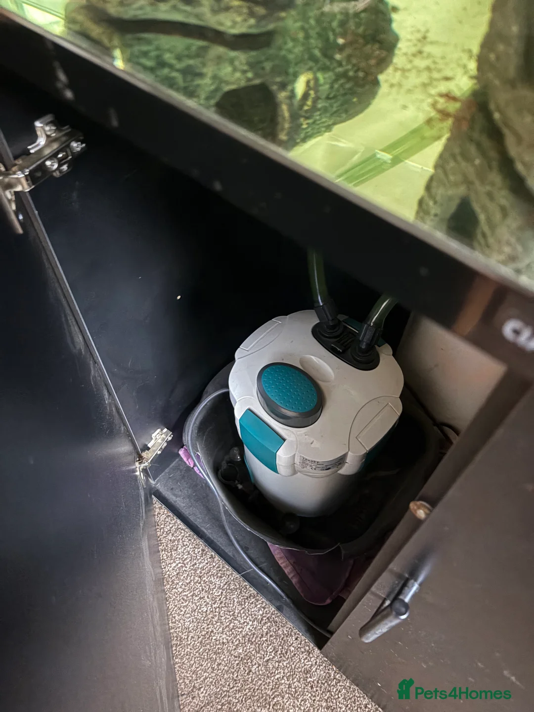 Turtle reptiles for sale: Musk turtle for sale with tank - Advert 3