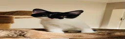 Mixed Breed cats for sale: Kittens for sale ,mixed breed, wonderful behaviour - Advert 19