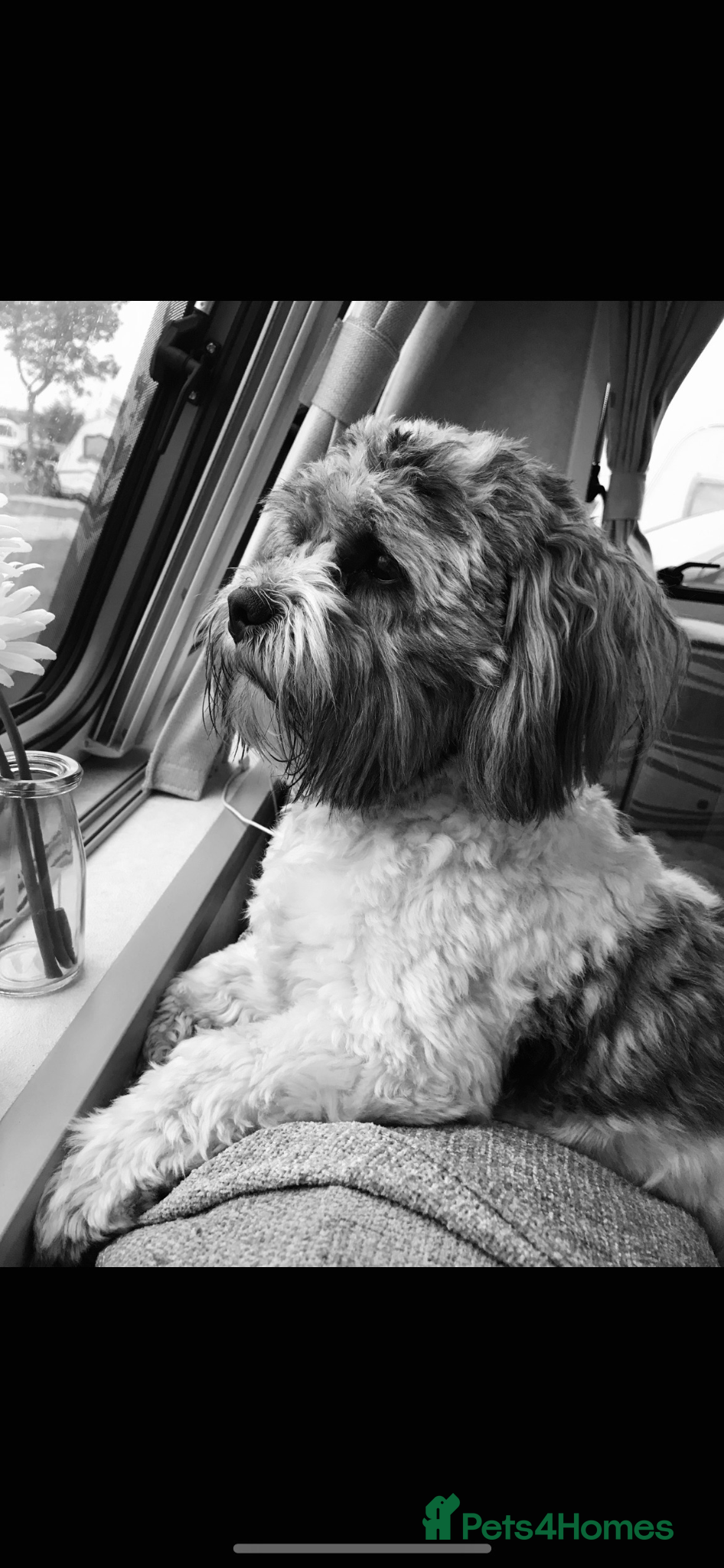 Zuchon dogs Ted a Zuchon for Rehoming  - Advert 5