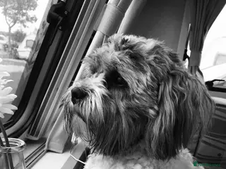 Zuchon dogs Ted a Zuchon for Rehoming - Advert 3