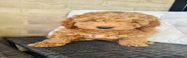 Cockapoo 2
