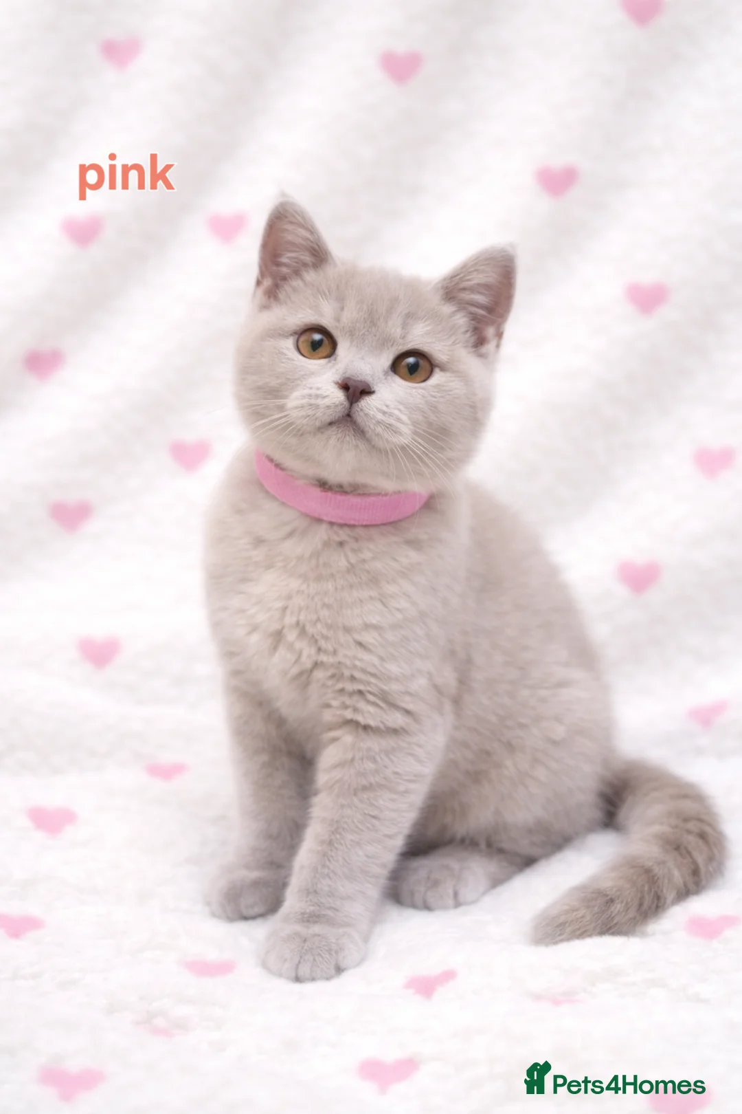 British Shorthair cats for sale: British Shorthair Kittens  – GCCF Active Parents - Advert 6