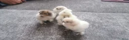 Chickens poultry for sale: Silkie Chickens  - Advert 4