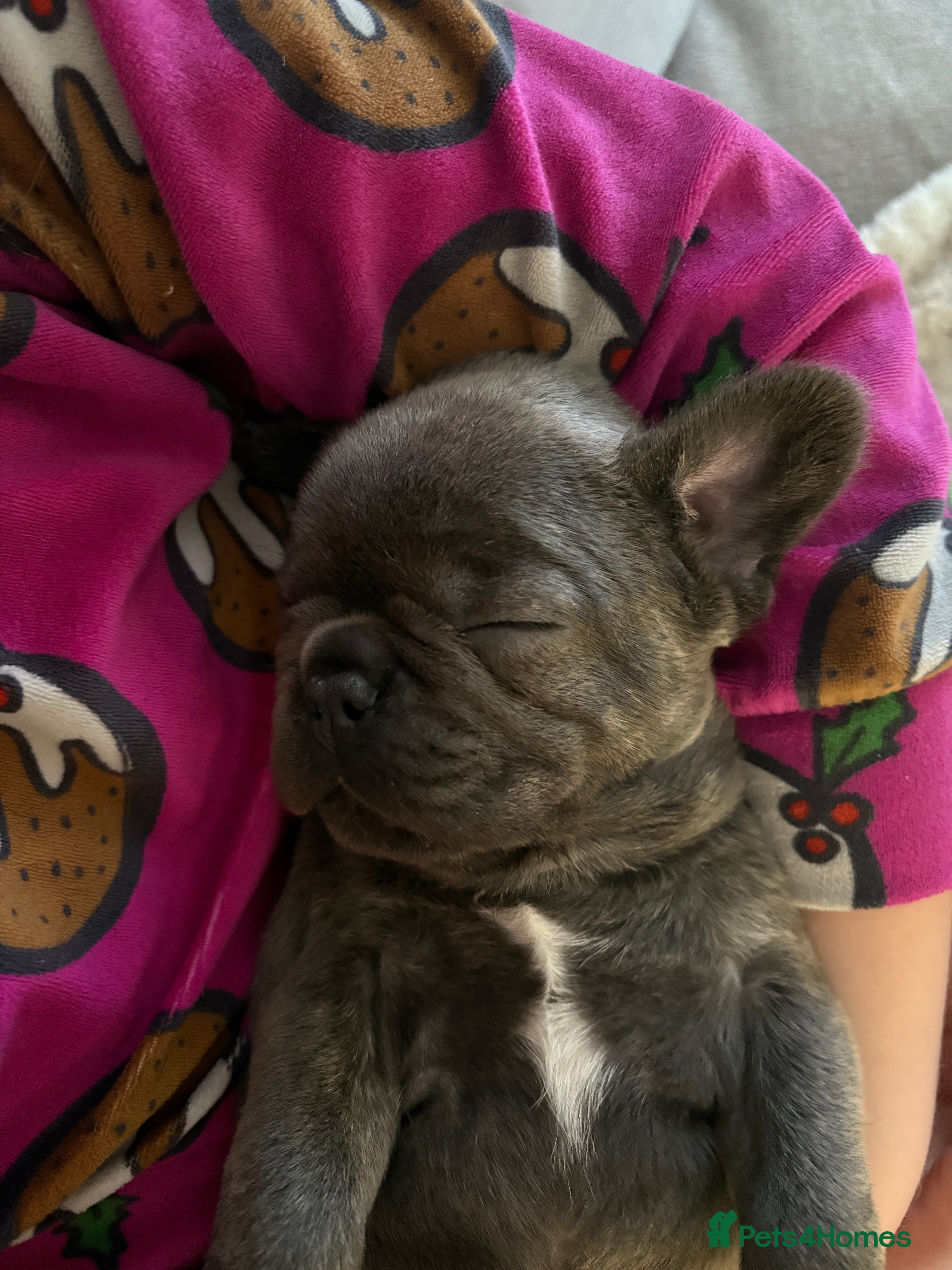 French Bulldog dogs Ready today! Beautiful french bulldog puppies - Advert 1