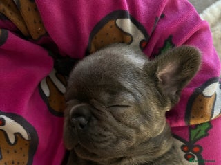 French Bulldog dogs Ready today! Beautiful french bulldog puppies - Advert 1
