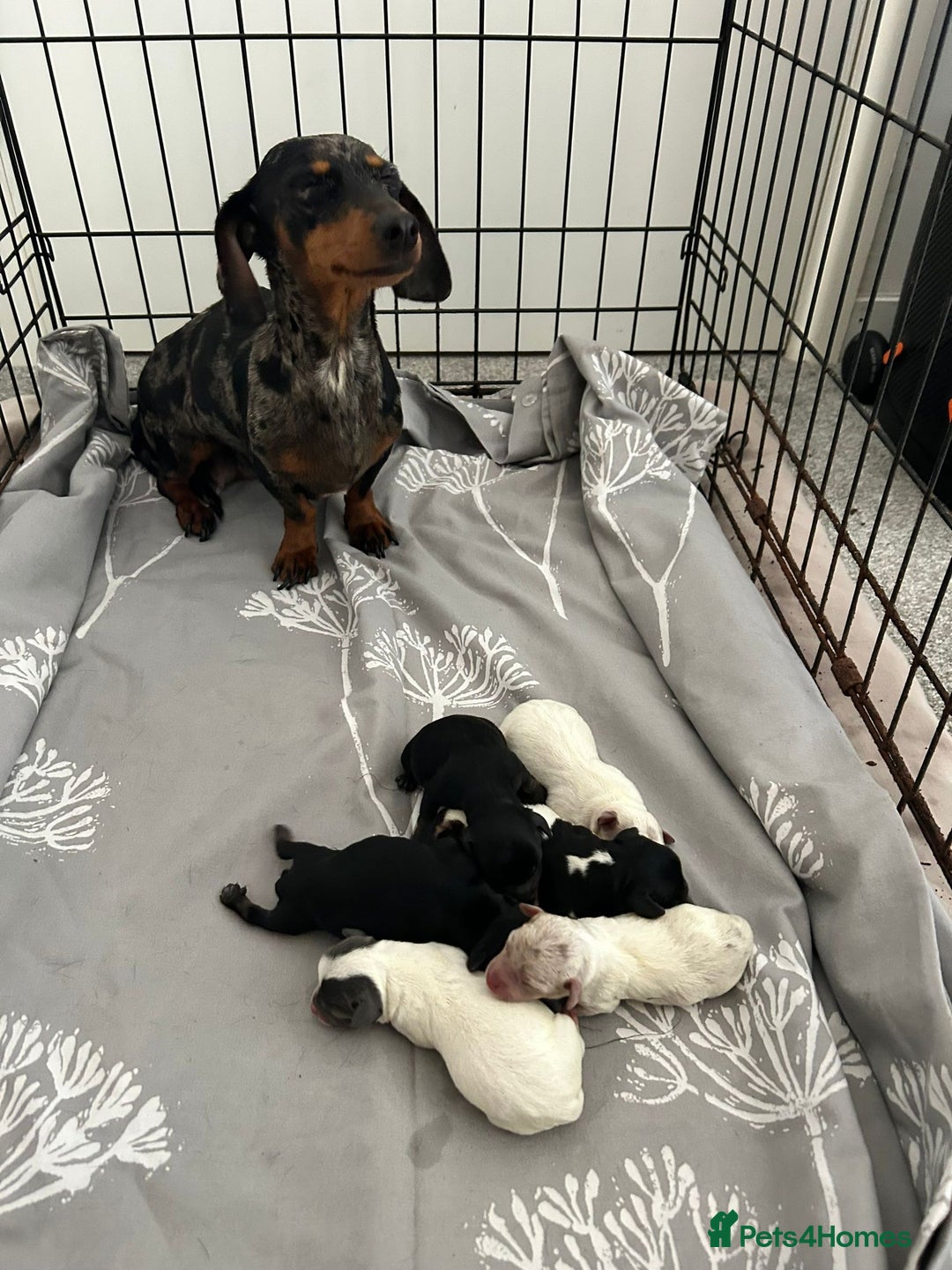 Chiweenie dogs for sale: Chiweenies - Image 1