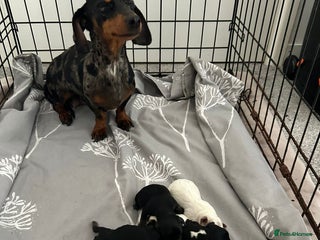 Chiweenie dogs - Advert 3