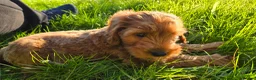 Cavapoo dogs for sale: Cavapoo  - Advert 13
