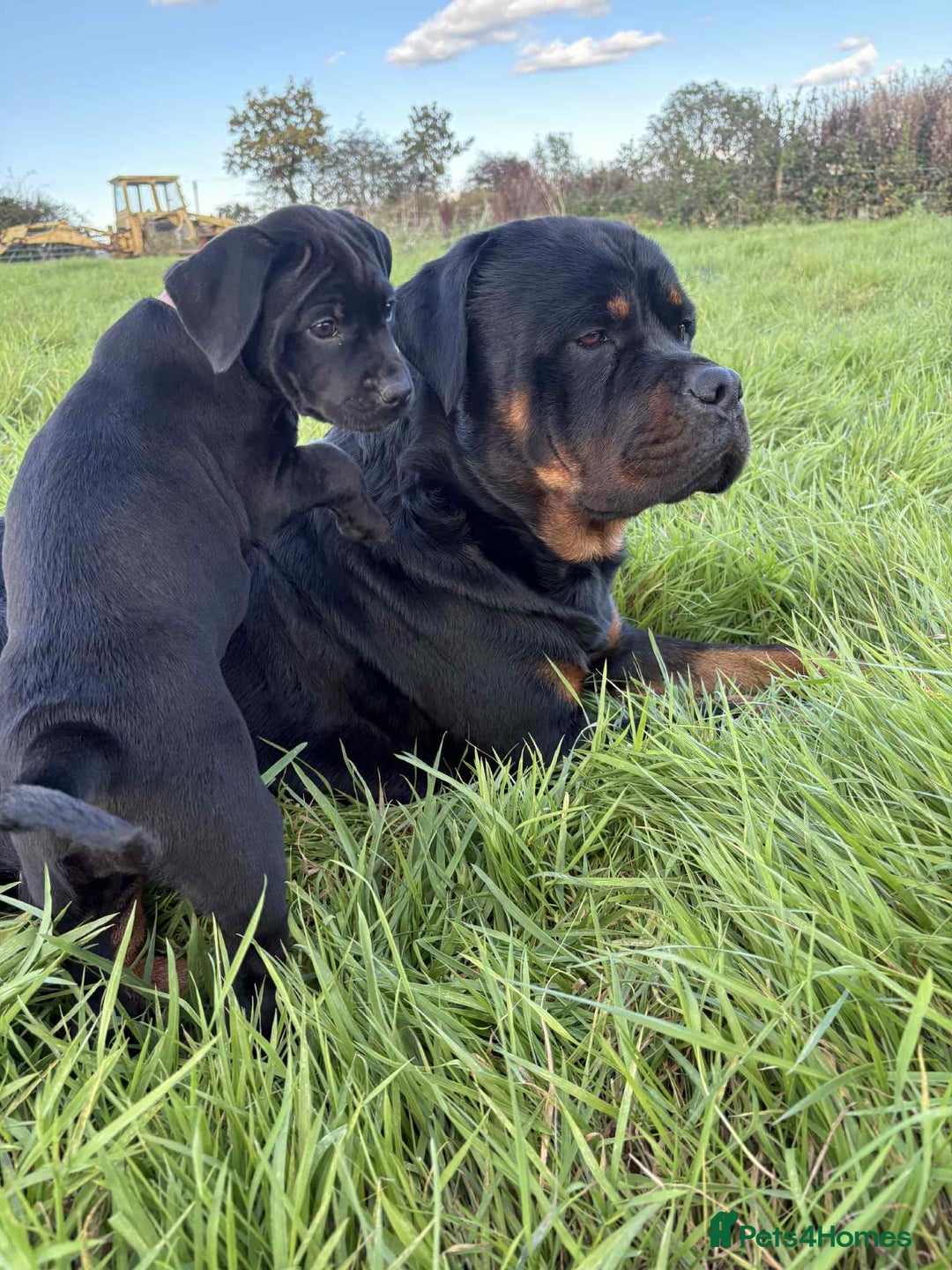 Mixed Breed dogs for sale: Rottweiler/vizsla - Image 2