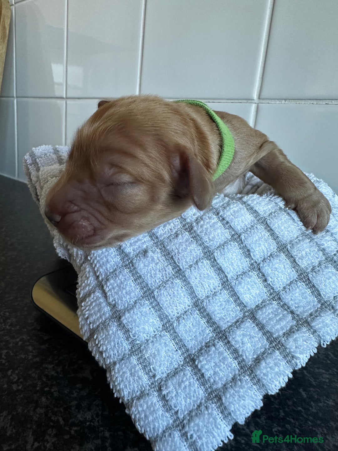 Cockapoo dogs for sale: Red & Apricot Cockapoo puppies  - Advert 11