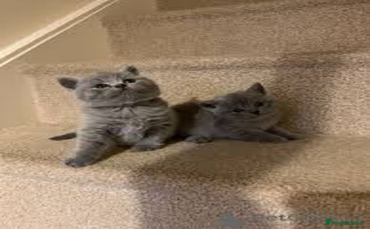 British Shorthair cats Playful adorable BSH kittens - Advert 7