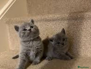 British Shorthair cats Playful adorable BSH kittens - Advert 16