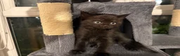 British Shorthair cats for sale: Gorgeous British short haired tabby’s & calicos  - Advert 5