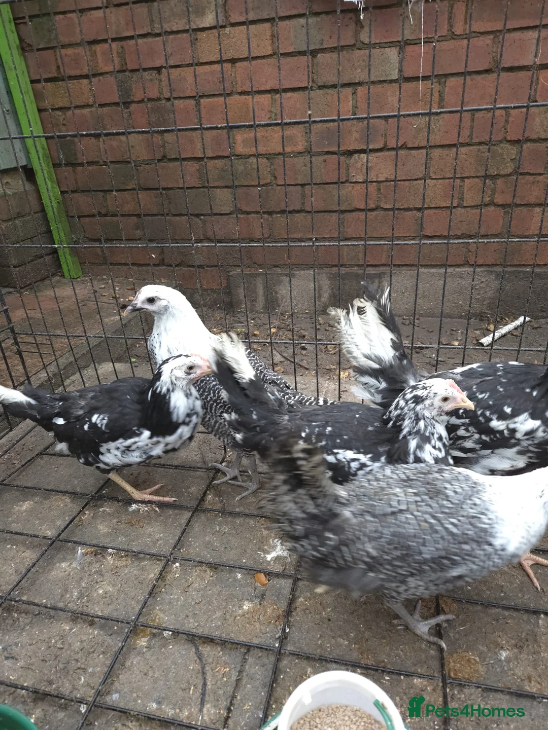 Chickens poultry for sale: 6 pullets 1 roo - Advert 7