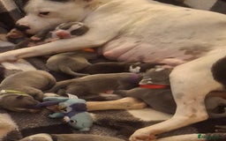 Staffordshire Bull Terrier dogs for sale: Staffordshire bull terrier puppies  - Image 1