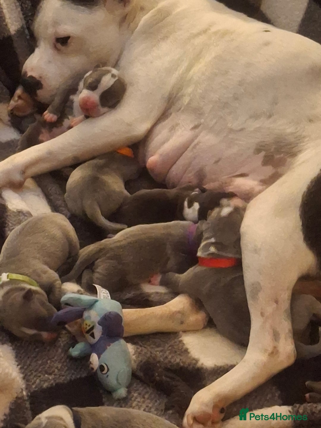 Staffordshire Bull Terrier dogs for sale: Staffordshire bull terrier puppies  - Image 1