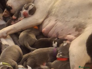 Staffordshire Bull Terrier dogs - Advert 24