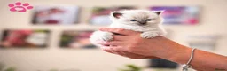 Ragdoll cats for sale: 9 beautiful ragdoll kittens  - Advert 4