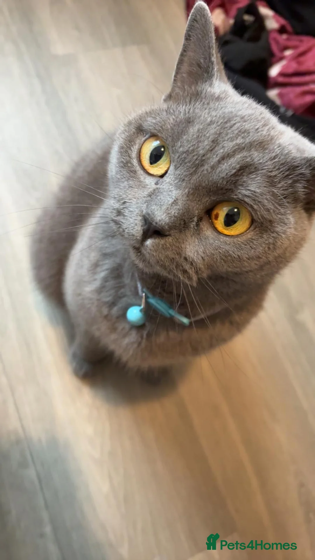 British Shorthair cats for sale: Loving home for British shorthair bby - Advert 1