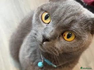 British Shorthair cats Loving home for British shorthair bby - Advert 1