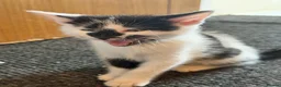 Mixed Breed cats for sale: Two Adorable Kittens Looking for Their  Home! - Advert 9