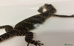 Monitor reptiles for sale: Baby Asian water monitor  - Image 3