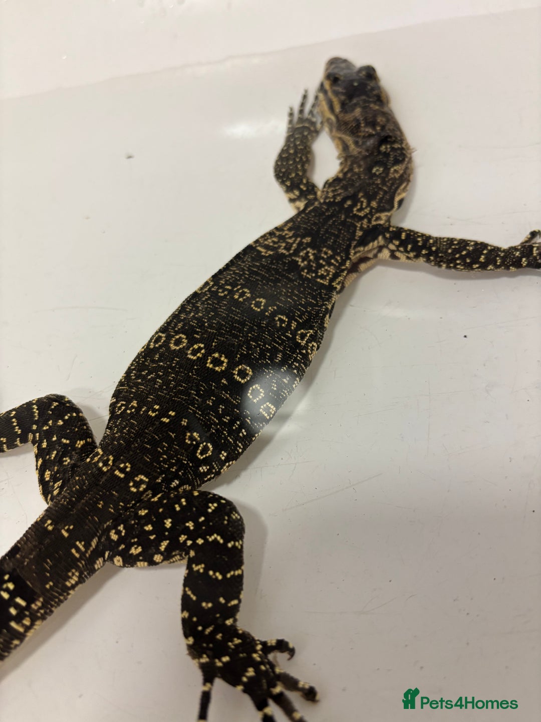 Monitor reptiles for sale: Baby Asian water monitor  - Image 3