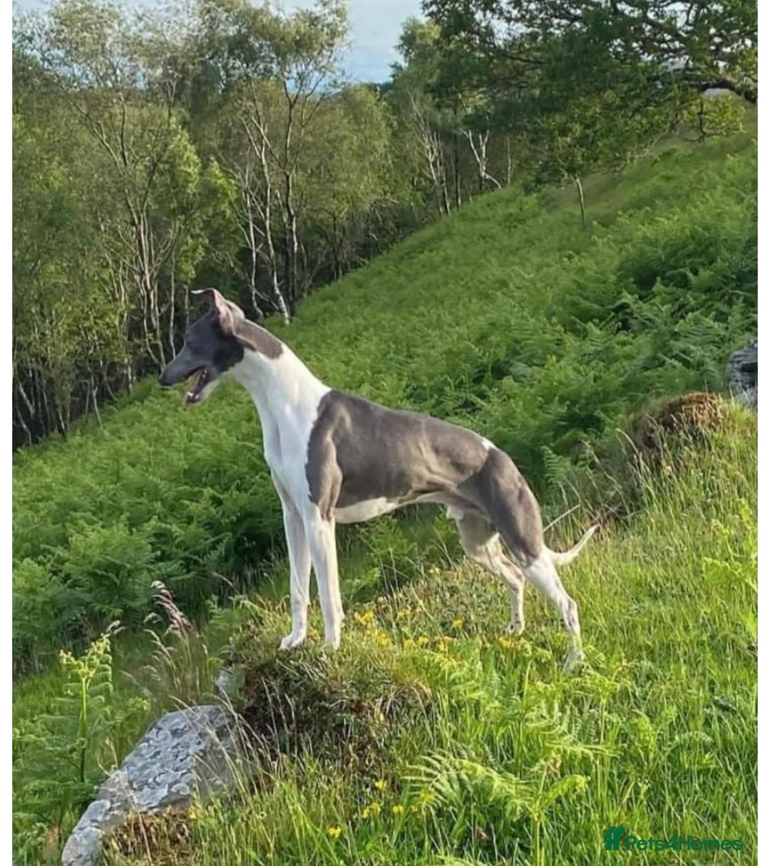 Whippet dogs for sale: Beautiful litter of pedigree whippets  - Advert 13