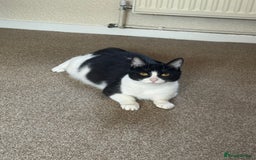 British Shorthair cats for sale: 1 male / 2 female kittens.  - Image 7
