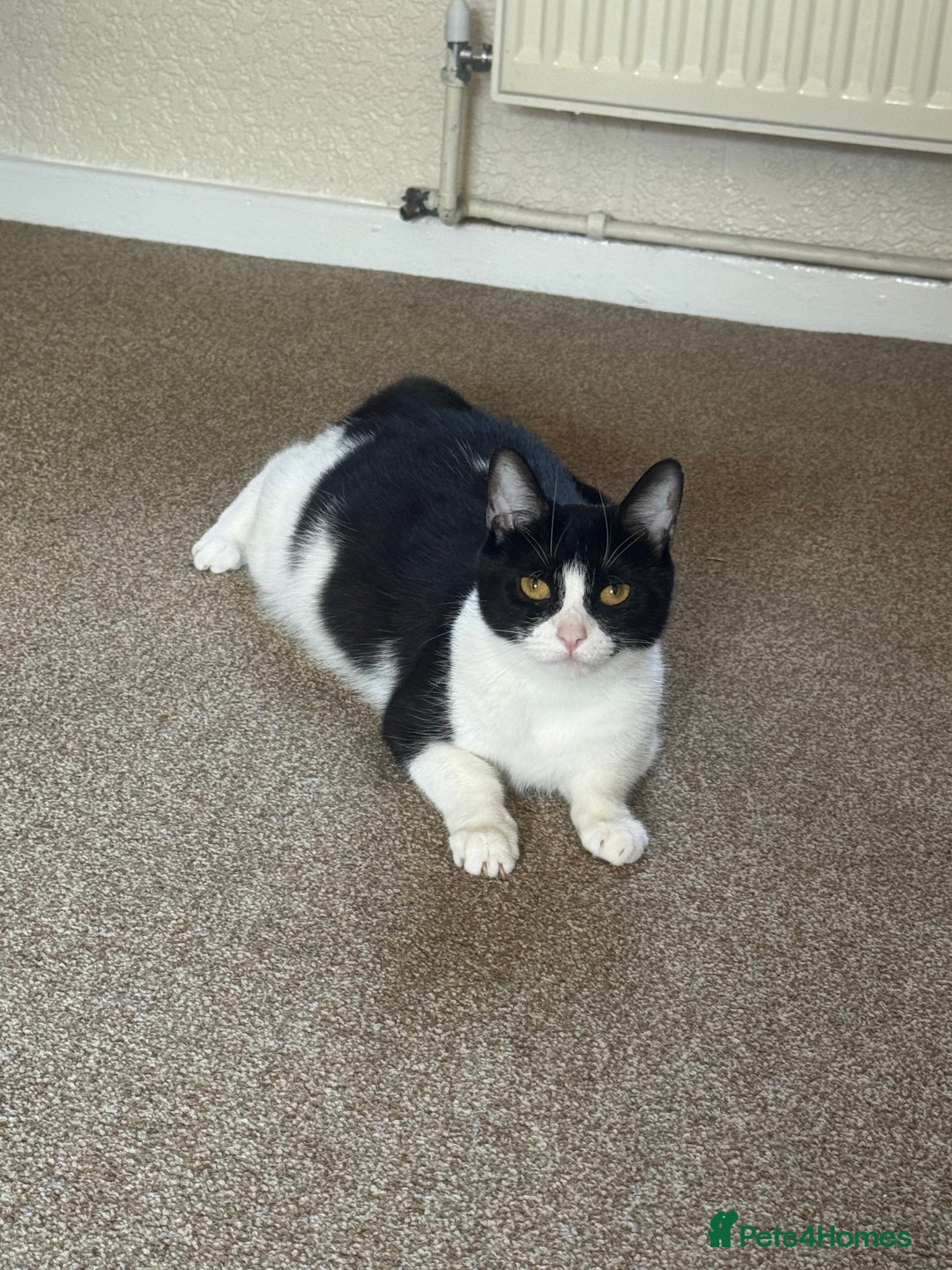 British Shorthair cats for sale: 1 male / 2 female kittens.  - Image 7