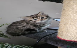 Scottish Fold cats for sale: STUNNING KITTENS FOR SALE! - Advert 1