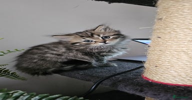 Scottish Fold cats - Advert 4