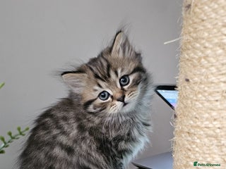 Scottish Fold cats - Advert 32