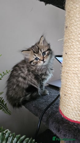 Scottish Fold cats - Advert 15