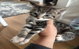 Mixed Breed cats for sale: Kittens ready for their new homes - Image 1