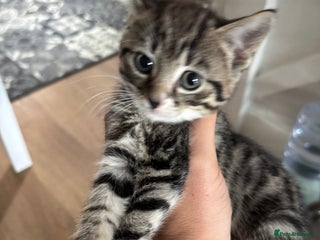 Mixed Breed cats - Advert 3