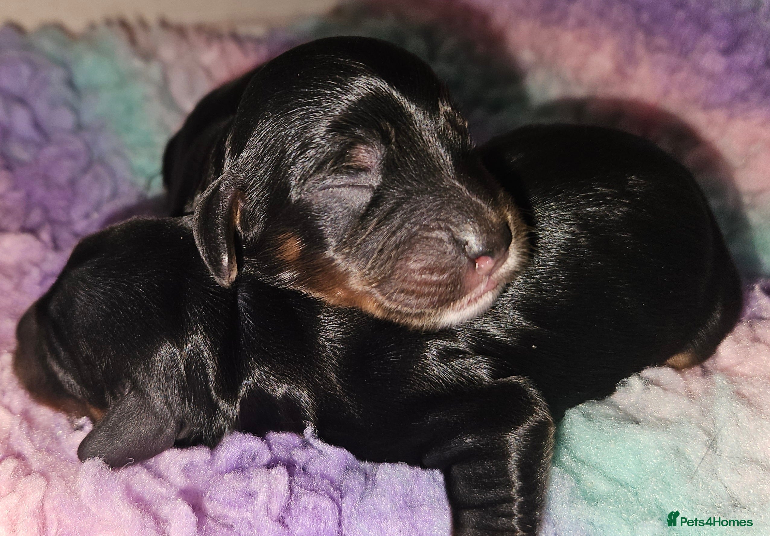 Cockapoo dogs Licensed breeder Show cockapoo litter! BOYS ONLY  - Advert 15